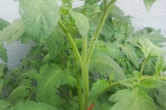 1. Tomaten Pflanze