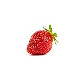 Erdbeerpflanzen / Erdbeerstecklinge