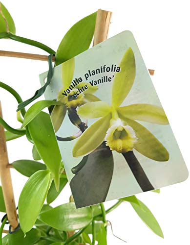 Fangblatt - Vanilla planifolia - die echte Vanille Orchidee als zauberhafte Zimmerpflanze ebenso eine nützliche Dekoration für Küche und Bad