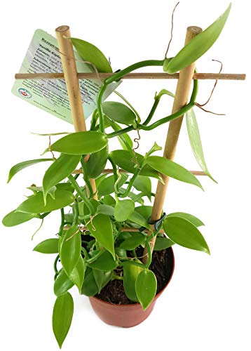 Fangblatt - Vanilla planifolia - die echte Vanille Orchidee als zauberhafte Zimmerpflanze ebenso eine nützliche Dekoration für Küche und Bad