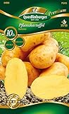 Quedlinburger 84006 Kartoffel Salome (10 Stück) (Pflanzkartoffeln)