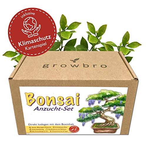 Bonsai – growbro - Wisteria Anzuchtset inkl. Klima-Karten, Züchte deinen eigenen Bonsai-Bro, Geschenke für Frauen und Männer, Bonsai Starter Kit inkl. Samen, Sprühflasche, uvm.
