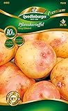 Quedlinburger 84005 Kartoffel King Edward (10 Stück) (Pflanzkartoffeln)