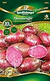 Quedlinburger 83997 Kartoffel Highland Burgundy Red (10 Stück) (Pflanzkartoffeln)