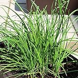 700 Samen Schnittknoblauch – Allium tuberosum, milder Knoblauchgeschmack